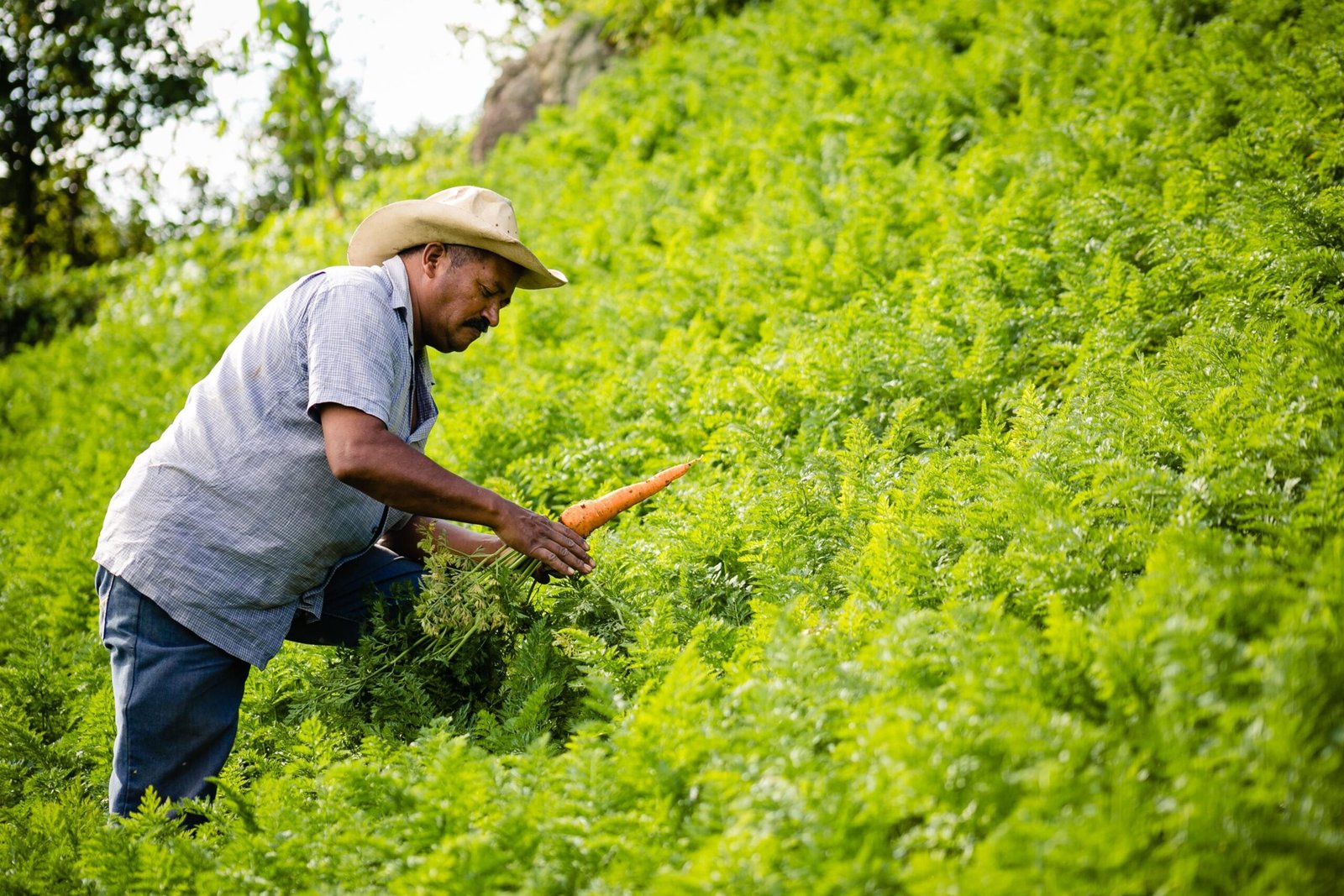 Perspectiva realista sobre trabalhar em Honduras Vale a pena trabalhar em Honduras em 2026 para brasileiros