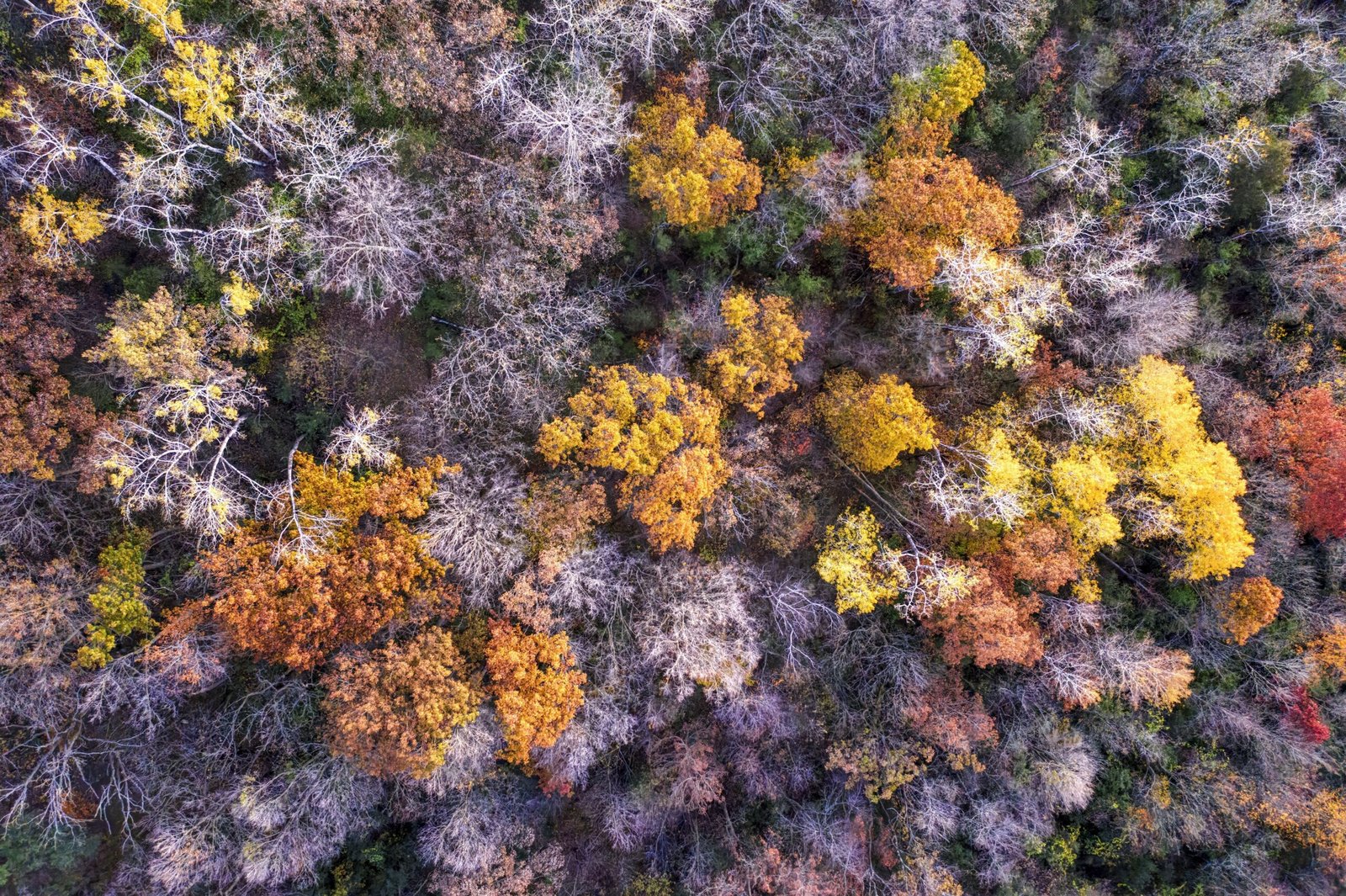 Vista aérea de floresta colorida de outono nos Estados Unidos